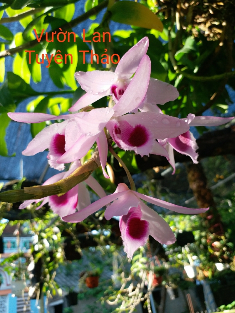 1 CHẬU CÂY GIỐNG HOA LAN PHI ĐIỆP TÍM HÒA BÌNH