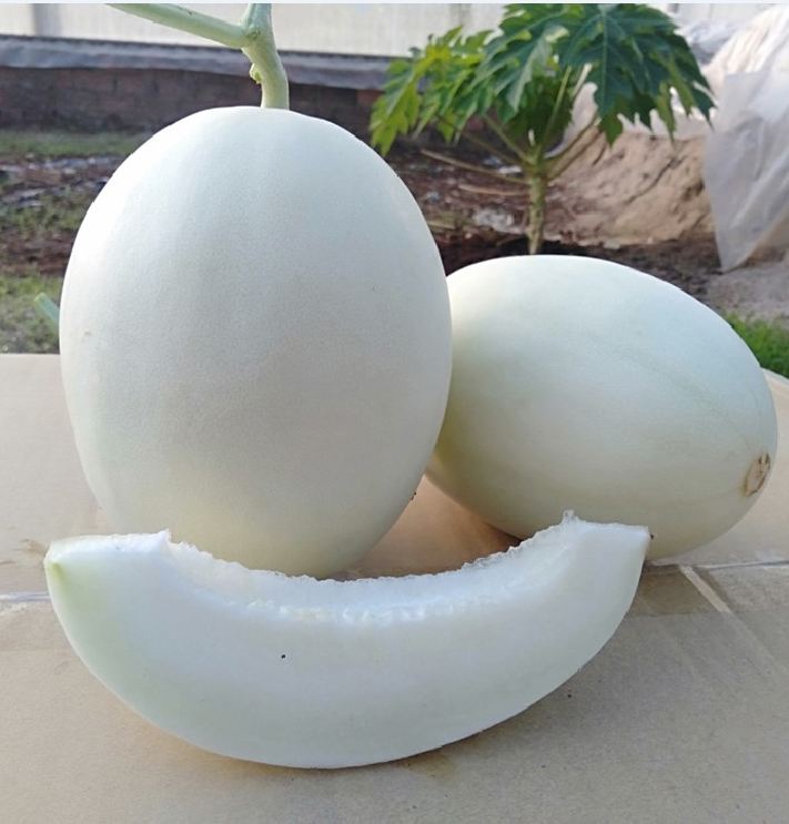 Hạt giống Dưa Lê Bạch Tuyết - Gói 20 Hạt