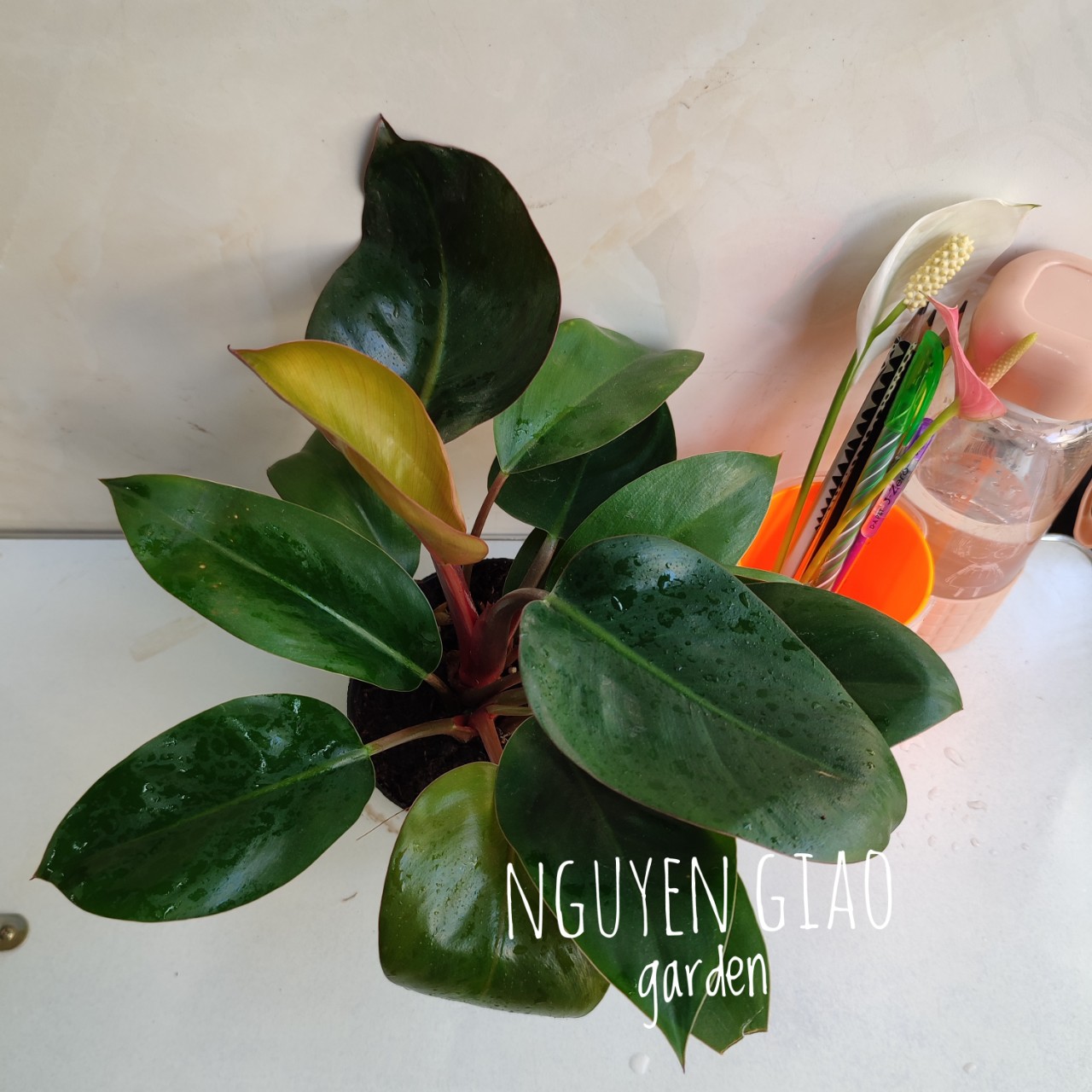 Cây trầu bà đế vương đỏ chậu nhựa