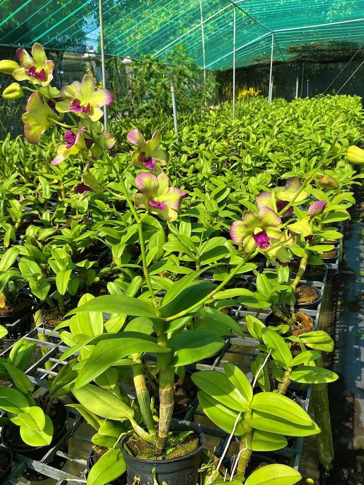 Denro Terra Samba Growing Tree