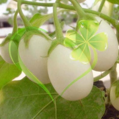Hạt giống cà trứng ngỗng - Gói 1g