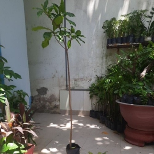 Cây lộc vừng hoa đỏ, như hình chụp