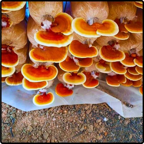 Phôi giống nấm Linh chi - (01 kiện 10 bịch nấm)