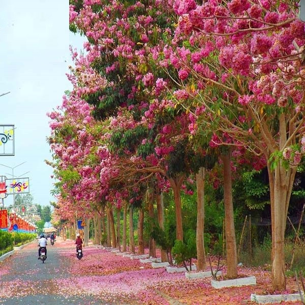 [Viện Công Nghệ Sinh Học Nông Lâm] Cây giống PHONG LINH TÍM