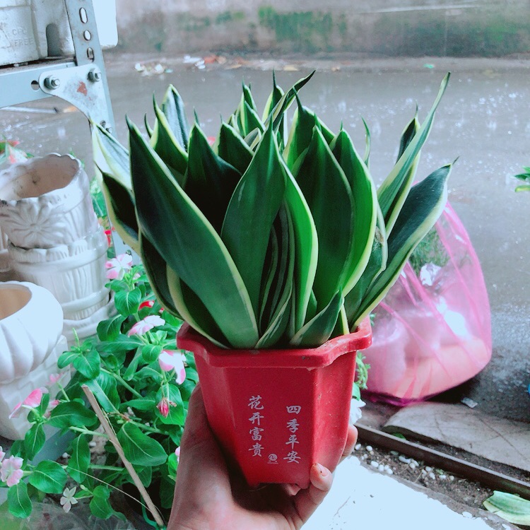 Chậu lưỡi hổ thái