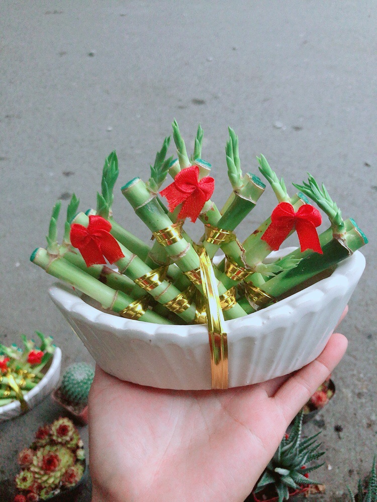 Chậu Trúc Phát Tài Thuyền May Mắn