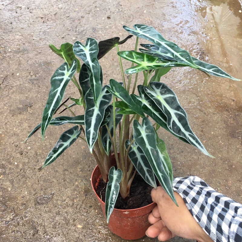 Cây Môn Quan Âm (Cây Môn Tím) Để Bàn [Sản Phẩm Như Hình]