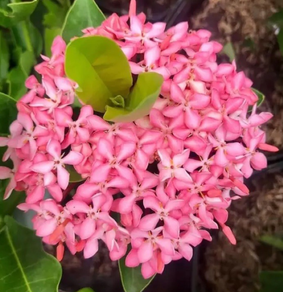 Cây Hoa Mẫu Đơn Con Được Chọn Màu(bông trang hình cuối)