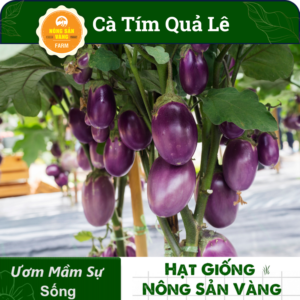 Tổng Hợp Các Hạt giống Ăn Quả, Củ, Nảy Mầm Cao, Sinh Trưởng, Phát Triển Khỏe - Nông Sản Vàng