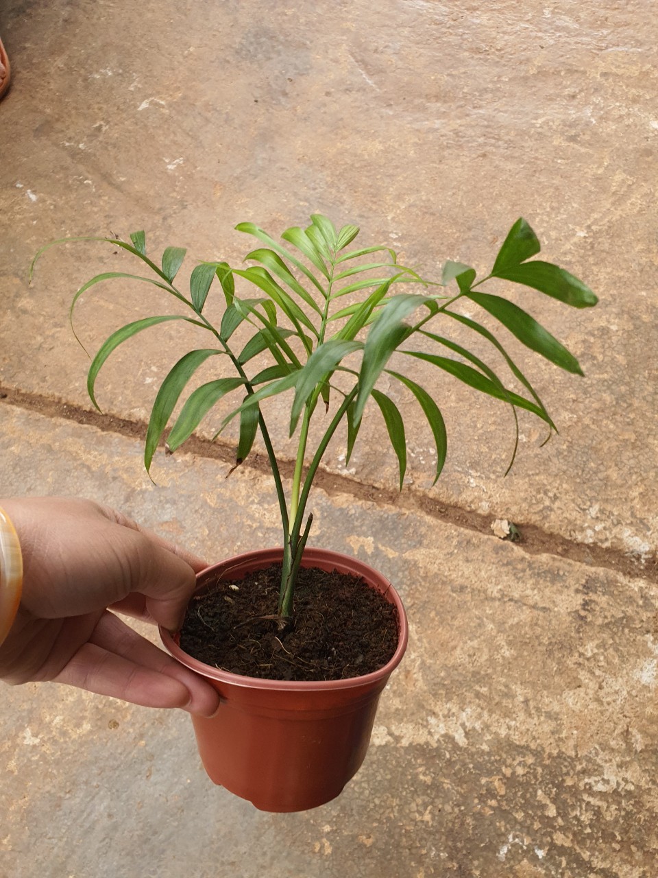 Cau tiểu trâm. chậu nhỏ.