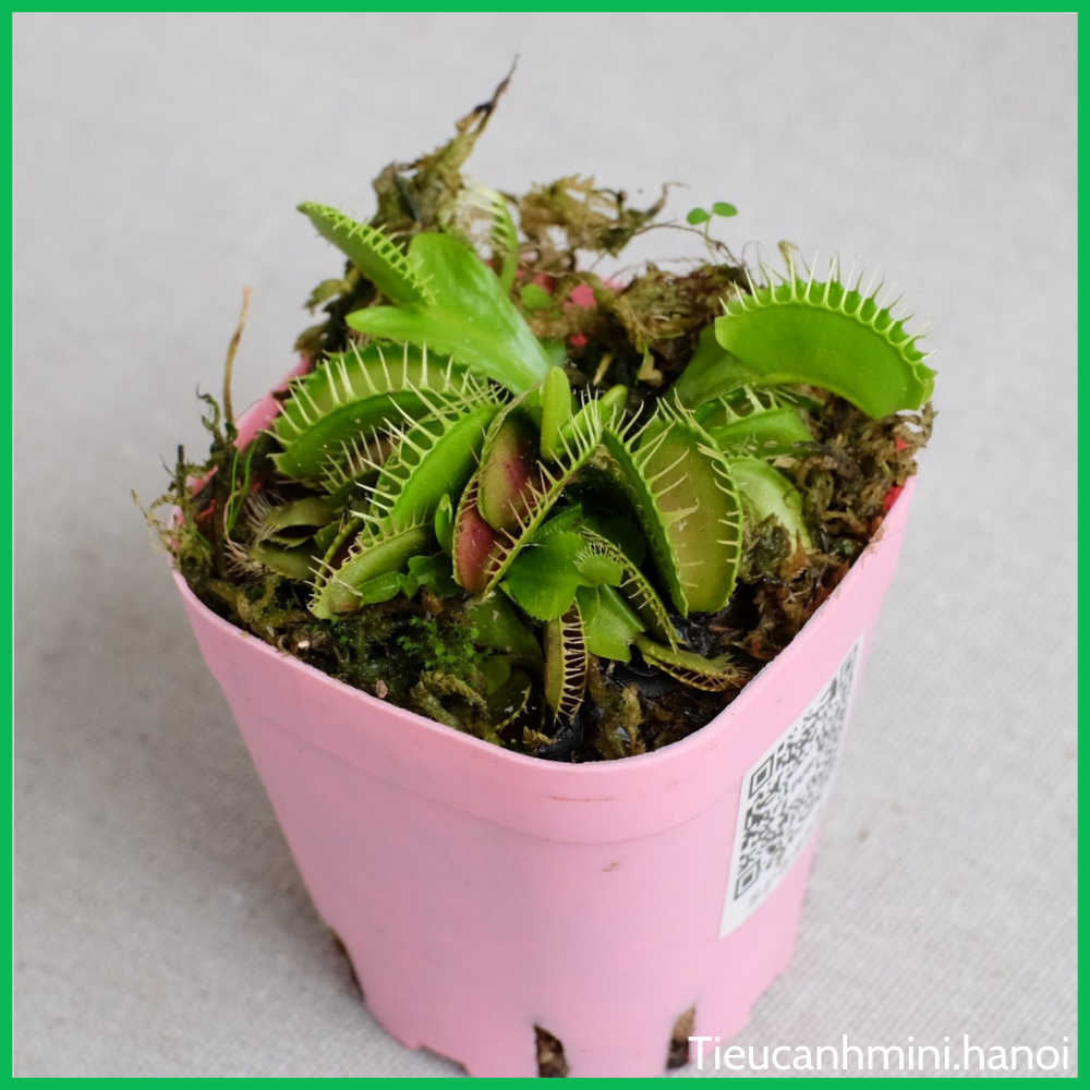 [ Cây để bàn ] Cây Bẫy Kẹp Venus Flytrap - Cây bắt mồi, bắt côn trùng, cây ăn thịt, cây cảnh văn phòng