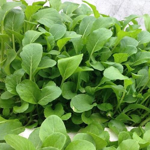 Túi Hạt Giống Rau Cải Ngọt Ăn Non. Túi 10 Gram. Rất Dễ Trồng