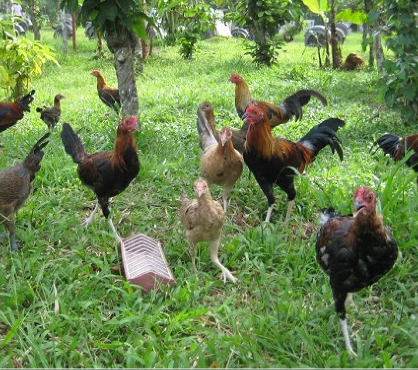 Hạt giống cỏ lá Gừng (cỏ lá Tre) - Gói 100 Hạt