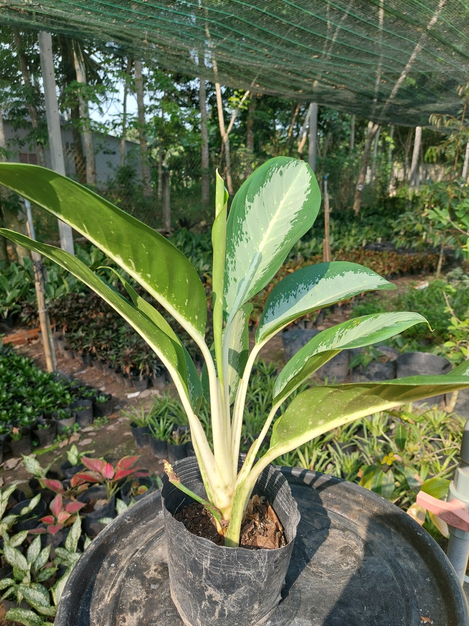 Cây thanh lam (mua 5 cây tặng thêm 1 cây)