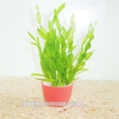 Hẹ xoắn thuỷ sinh (10 cây)