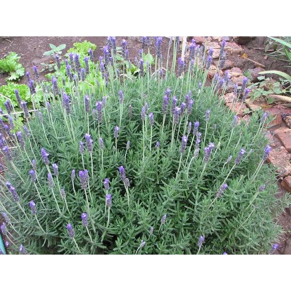 [HCM]Hạt Giống Cây Hương Thảo Rosemary