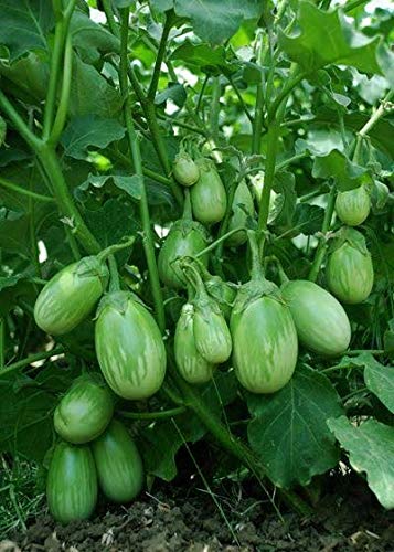 Viên đất nung ( sỏi nhẹ ) - Bao 5dm3 ( KT 10-20mm ) - 2.5kg/túi