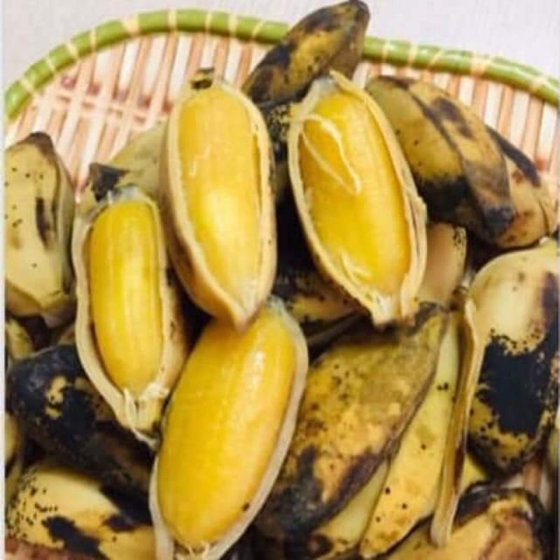 CÂY GIỐNG CHUỐI SÁP NGHỆ SIÊU SỚM (8 THÁNG CHO TRÁI,) (cây giống bảo hành )