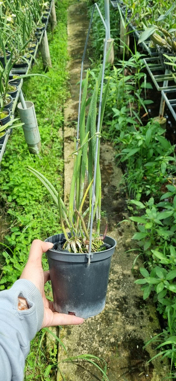 HOA LAN BRASS KUKULATA