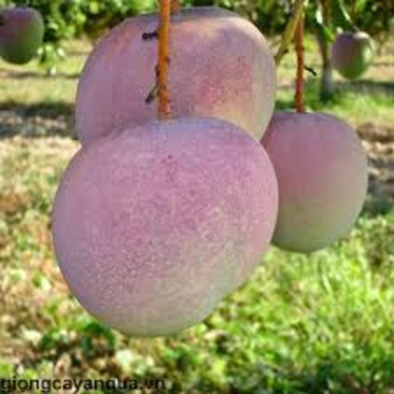 cây giông xoài úc cây giống chuẩn cho năng suất cao