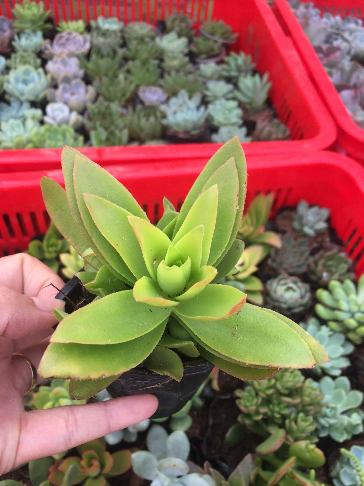 Sen Đá Tứ Phương size bầu