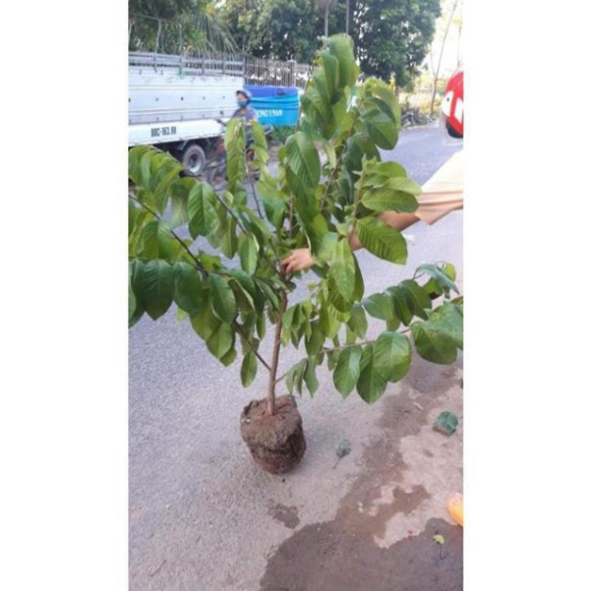 Na thái cây choai,quả siêu to , cây đẹp, giống chuẩn tặng 2 cây chè xanh