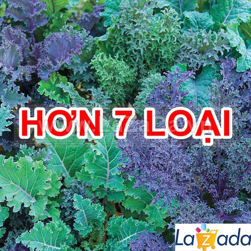 5GR 1000.HẠT Hạt Giống Cải Xoăn Kale Crazy Mix (| B19*W55)