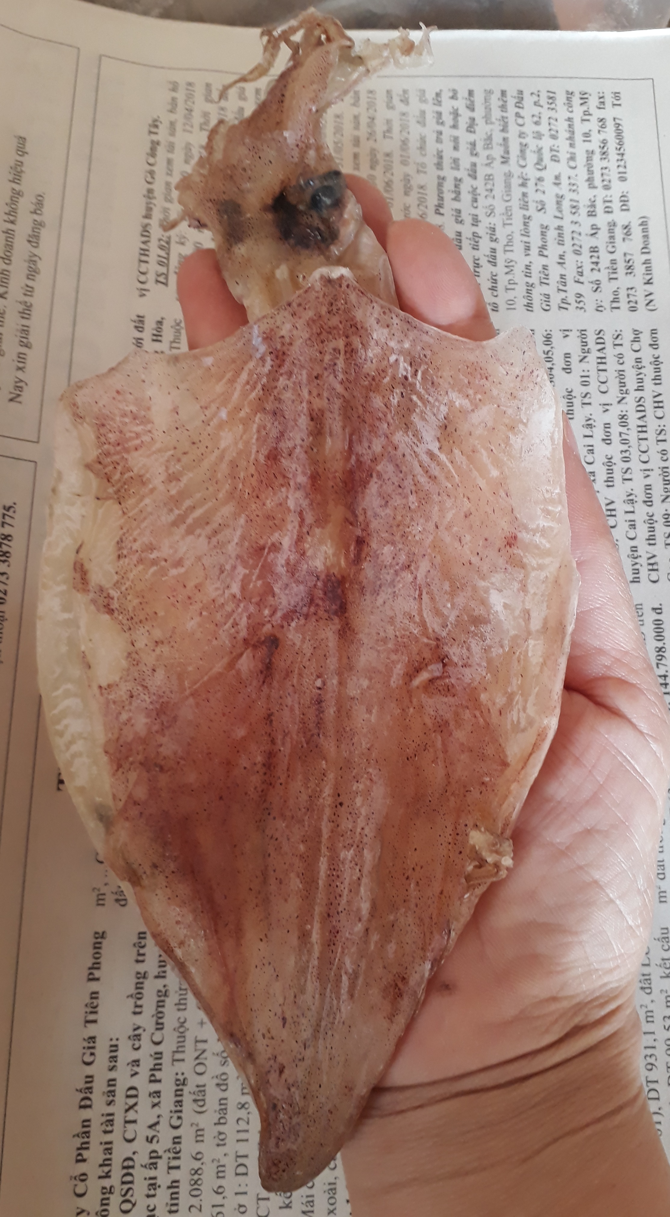 500g CON KHÔ MỰC GÒ CÔNG (SẢN PHẨM Y HÌNH, KHOẢNG 30-32CON)