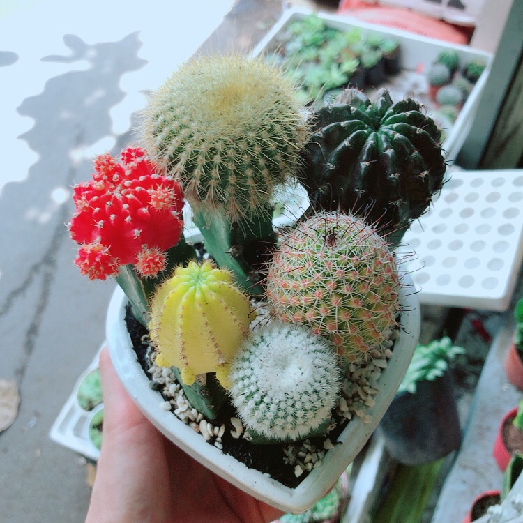 Chậu xương rồng mix đủ loại