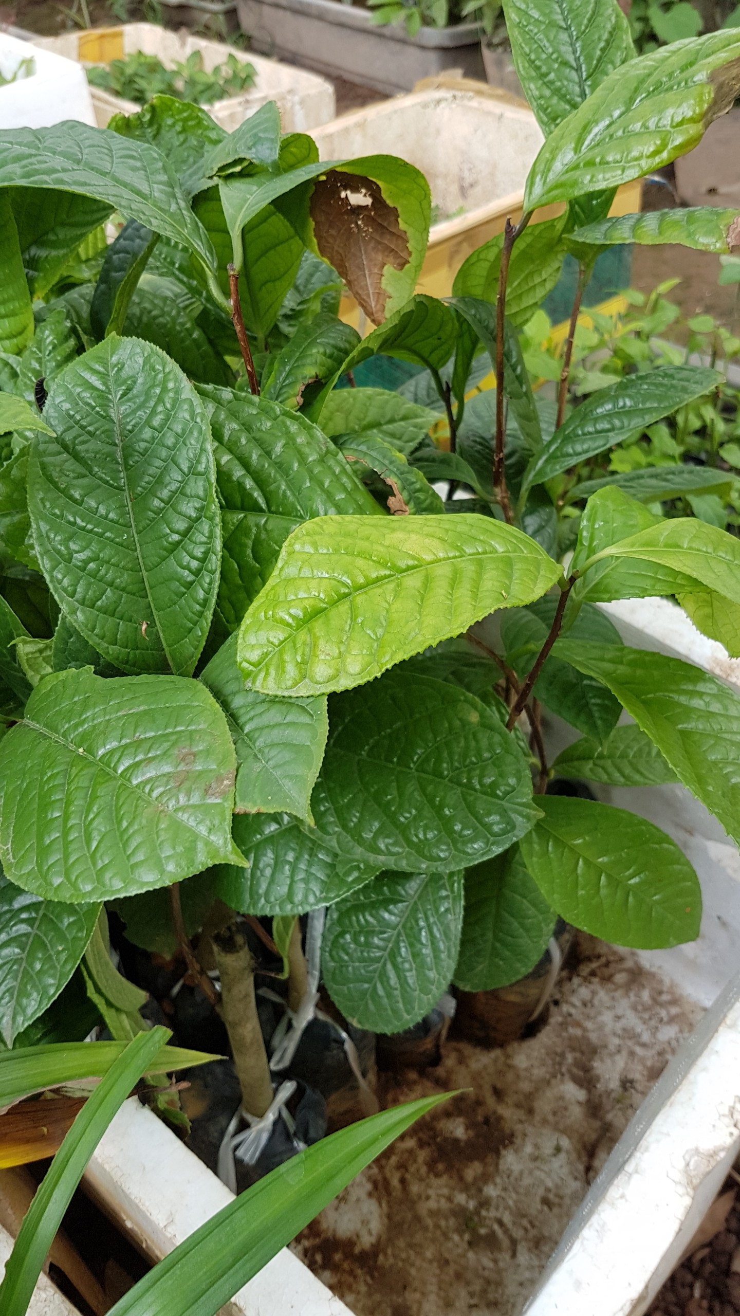 Trà hoa vàng - Cây khỏe trong bầu ươm