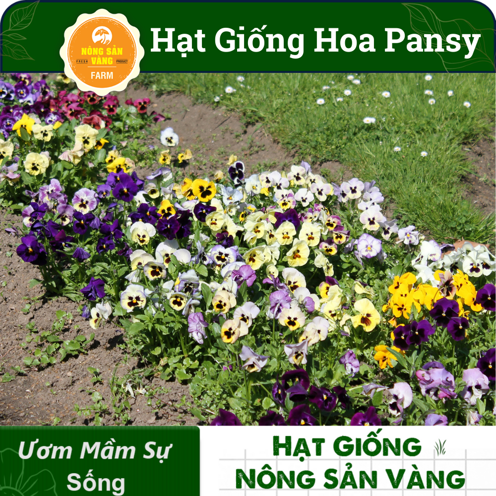 Pansy flower seeds multi-colored (pack 15 seeds) mix