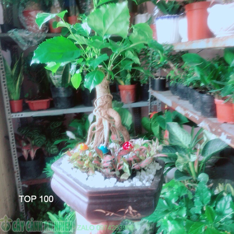 Chậu Cây Hạnh Phúc Bonsai