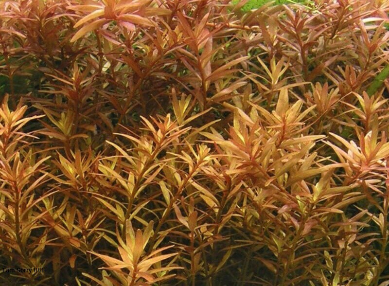 Vảy Ốc hra Cam (Rotala Rotundifolia Hra ) 14 ngọn - Cây Thuỷ Sinh