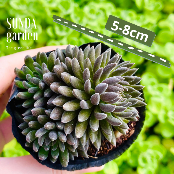 SEN ĐÁ NHÍM ĐEN SIZE BÉ SIÊU KHOẺ ĐẸP LỖI 1 ĐỔI 1