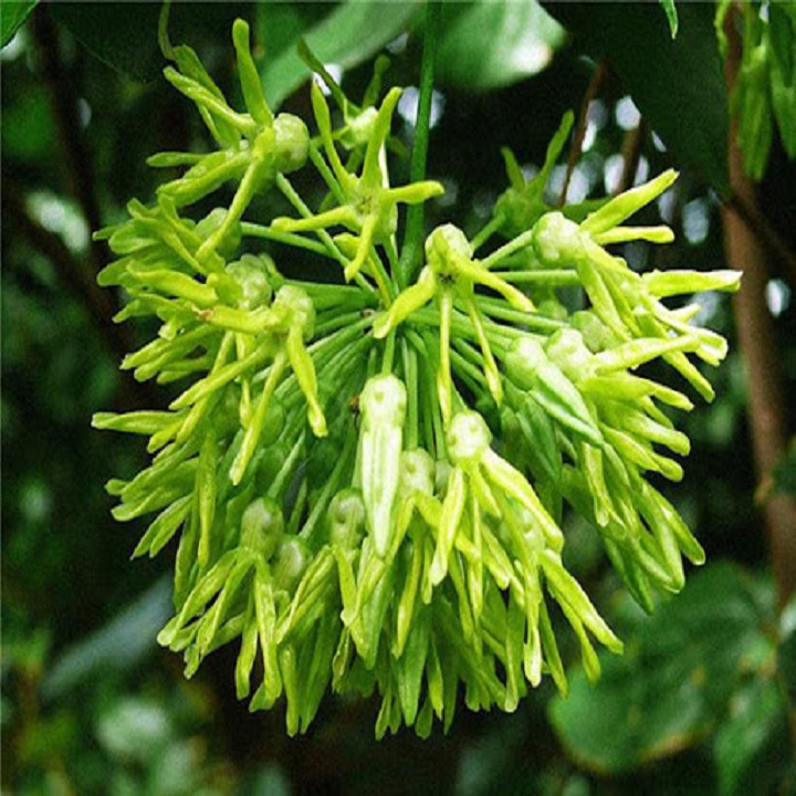 chậu cây giống hoa thiên lý
