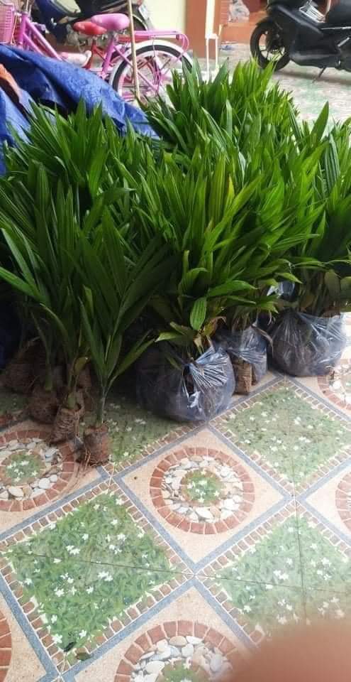 Cau Lùn Tứ Qúy Cây Giống