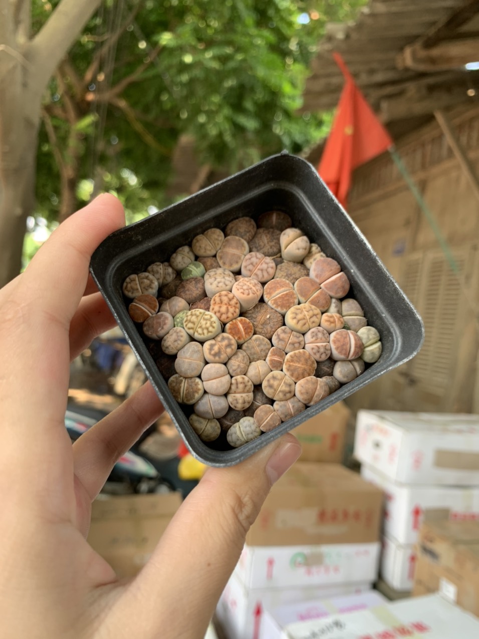 Cây sen đá mông , sen đá thạch lan , sen đá Lithops size nhỏ