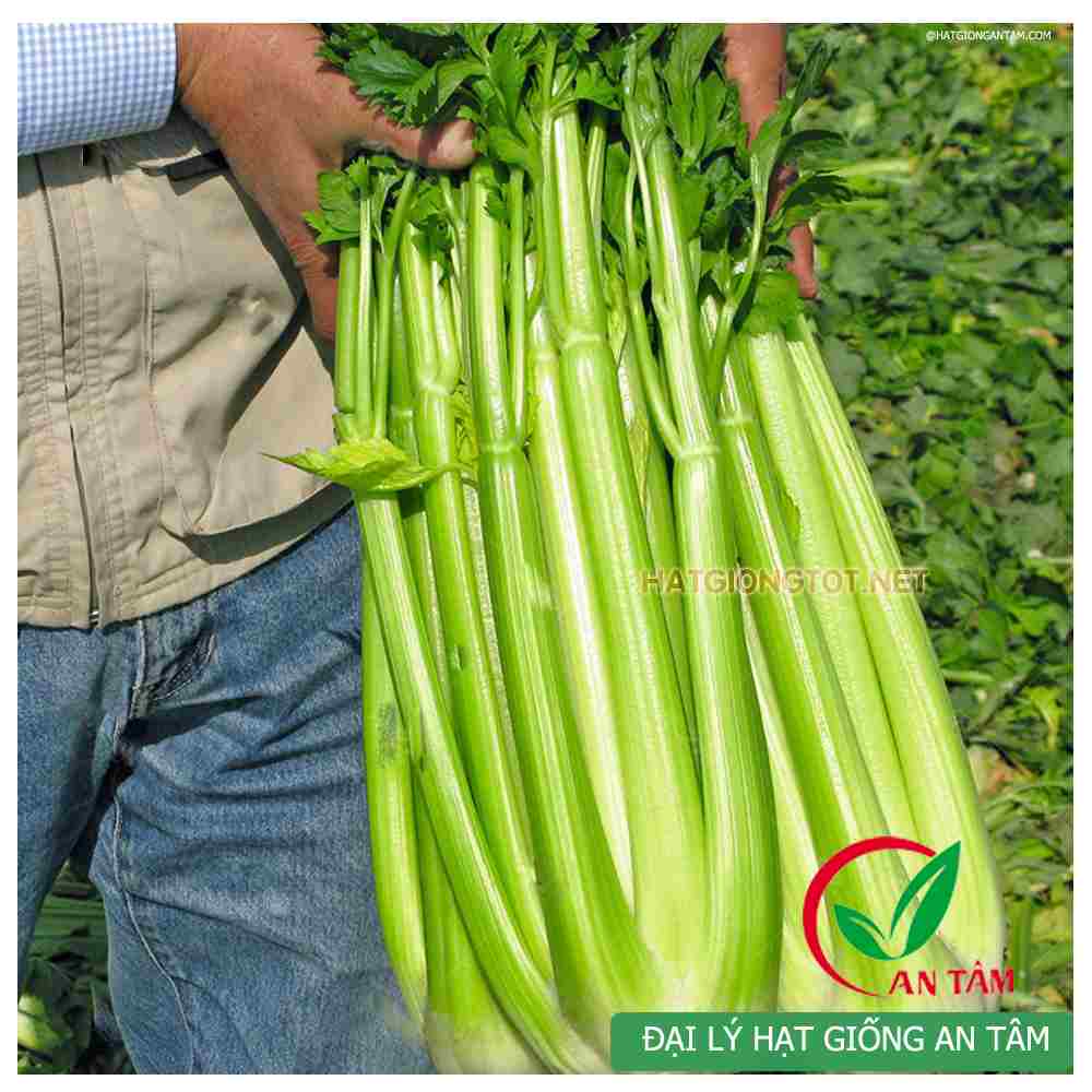 Hạt Giống Cần Tây Thera Rạng Đông Gói 5Gram