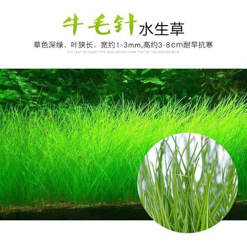Hạt giống thủy sinh Ngưu mao chiên - HÀNG CÔNG TY