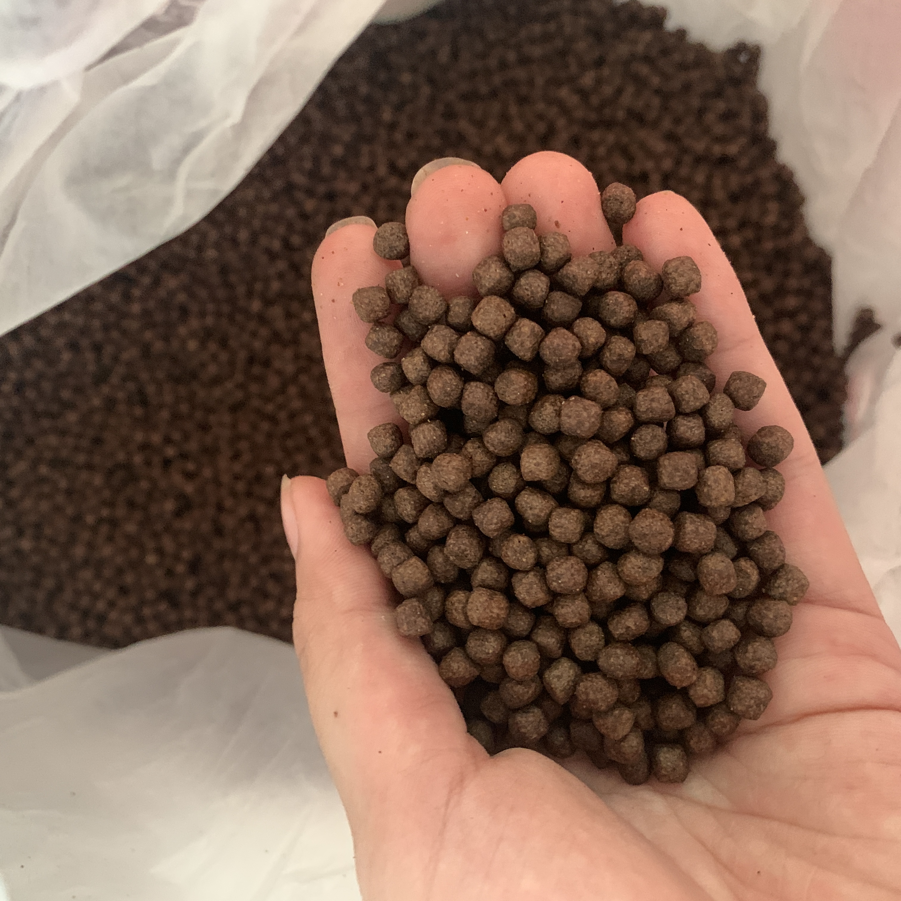 1KG Cám STELLA S2,S3,S5,S7 40% Đạm Nổi Cho Cá Koi Cá Lóc... - Thức Ăn Cá Koi Tanh Kích Ăn Cho Cá