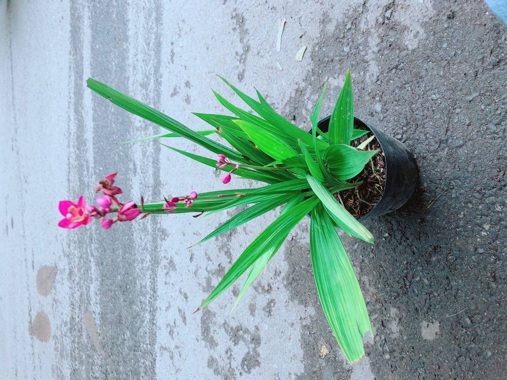 Lan Đất Có Hoa Màu Tím