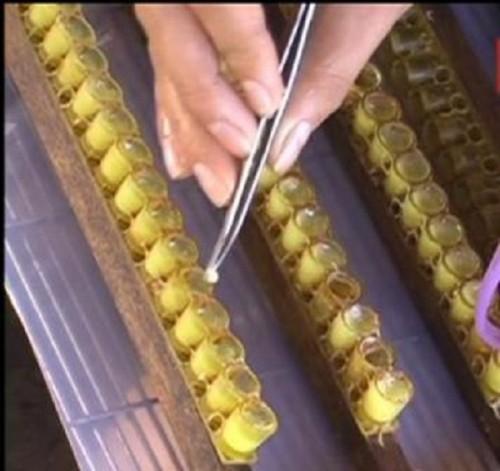 Sữa ong chúa nguyên chất 100gr