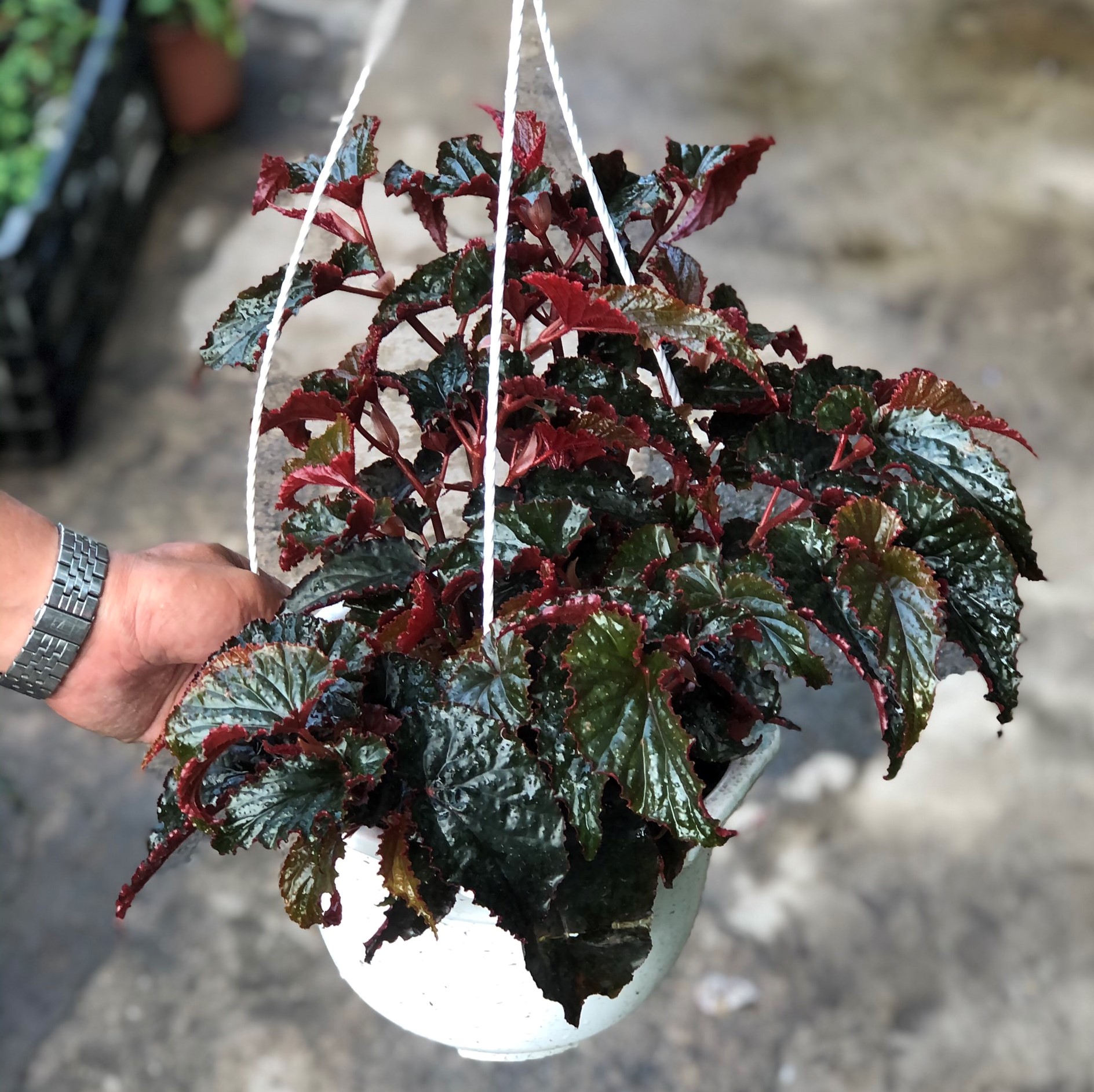 Chậu treo cây Hải Đường lá đỏ
