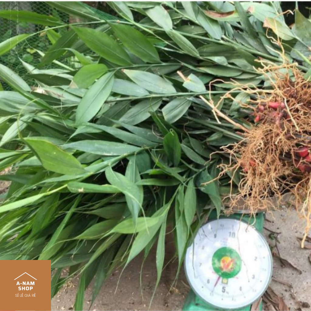 1kg Khinh Phja - Gừng núi đá Bắc Sơn Lạng Sơn