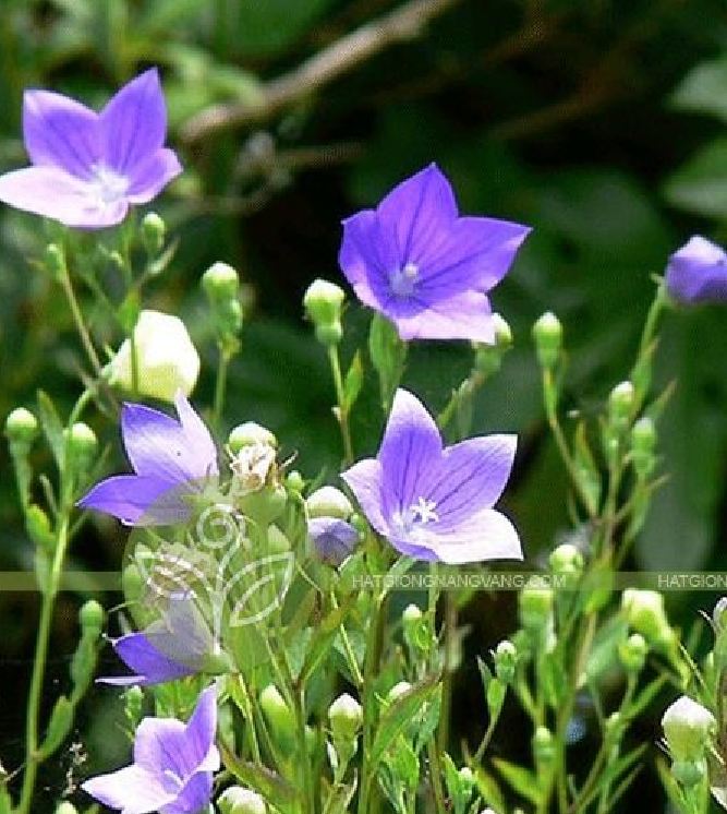 Hạt giống hoa cát cánh  - Gói 50 hạt