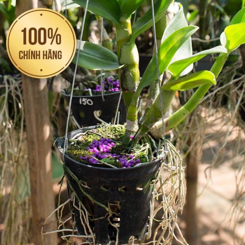 Phân Bón Rynan 22-10-10+TE, Phân bón tan chậm