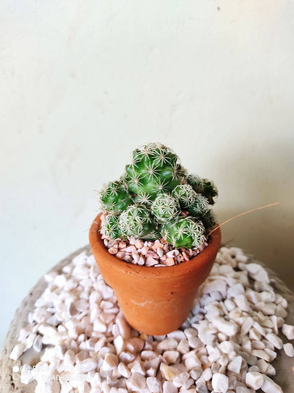 Xương rồng trứng chim size mini gồm chậu đất nung