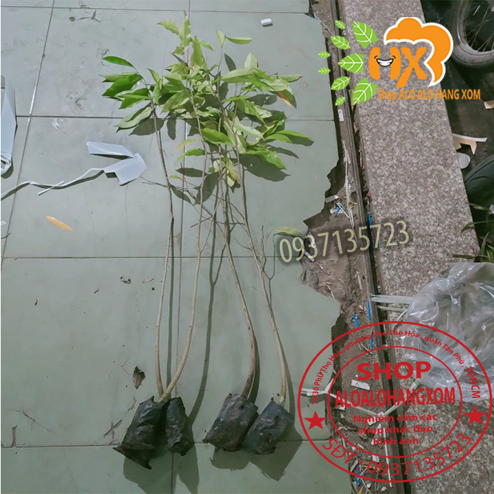 [HCM]combo 5 cây trầm hương ( cây giống )
