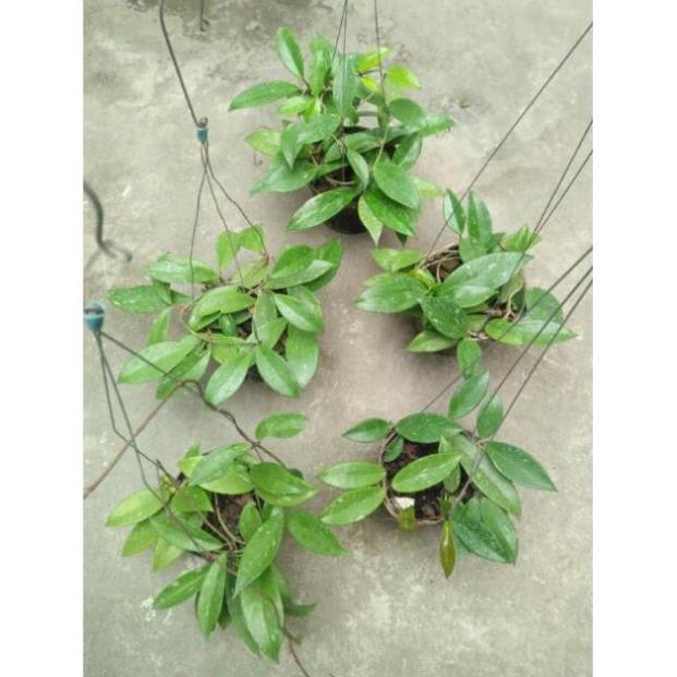 [FREESHIP - Xả Khô Máu] hoa lan cẩm cù hoa đỏ 60k/ 1 chậu