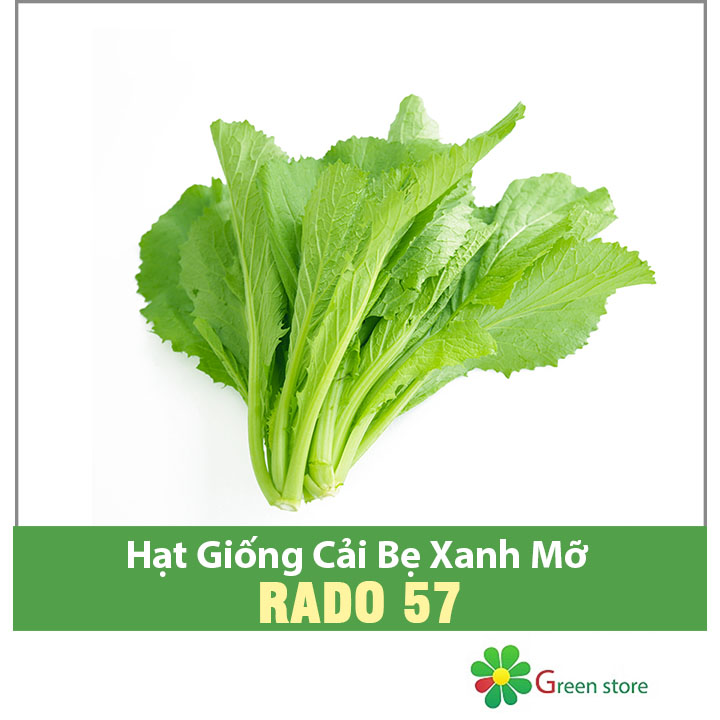 Hạt giống cải bẹ xanh mỡ